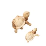 ΧΕΛΩΝΑ ΞΥΛΟΓΛΥΠΤΟ ΞΥΛΟ SUAR WOOD 50*35cm-1914010002